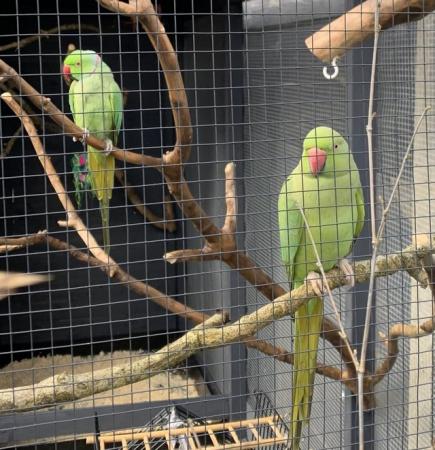 Image 5 of Pair of Ringneck Parakeets