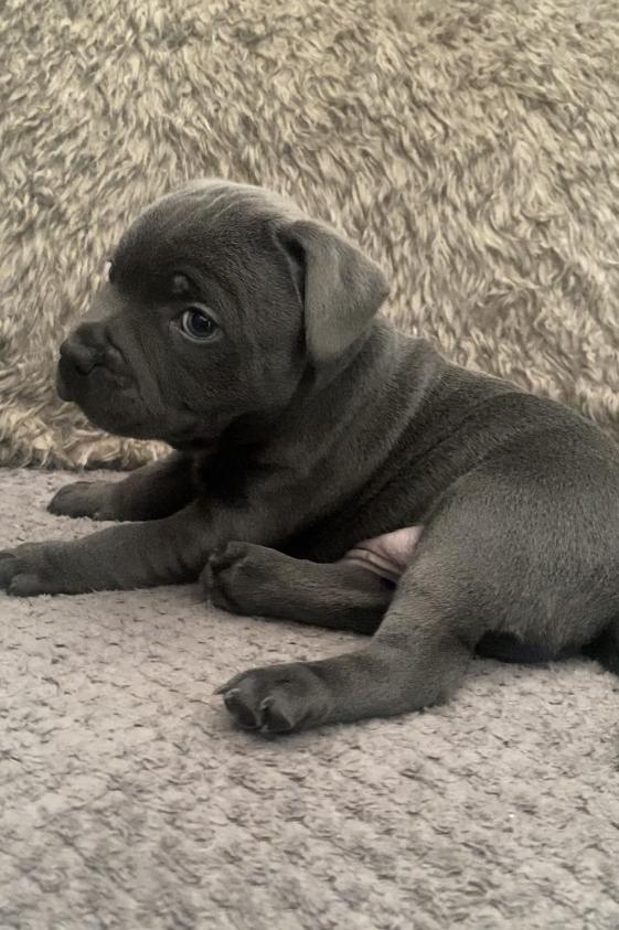 Preview of the first image of Blue kc staffy/ Staffordshire bull terrier puppies.