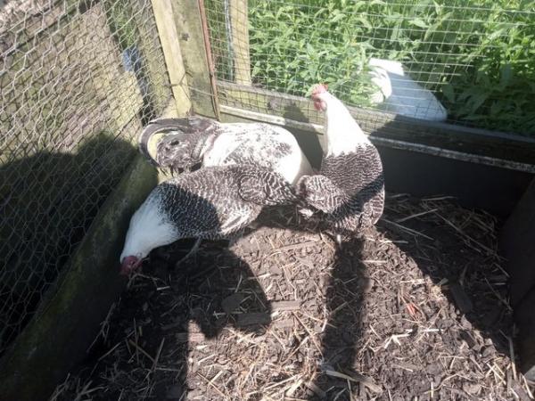 Image 2 of Trio of silver campine chickens