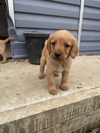 Image 7 of Red Labradoodle puppies