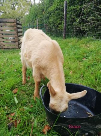 Image 3 of Pedigree registered Golden Guernsey goat FEMALE kid