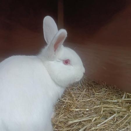 Image 2 of Male bunny rabbit for sale