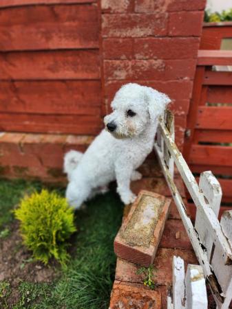 Image 5 of Bishon frise, male, 2 years old
