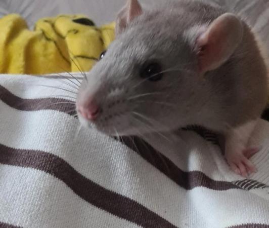 Image 2 of 2 male rats, roughly 3 months old.