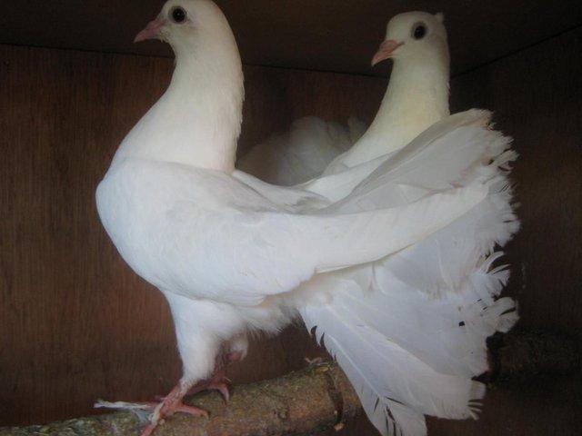 Preview of the first image of Fantail Doves, white with large tails.