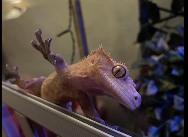 Image 4 of Lovely healthy crested gecko for sale