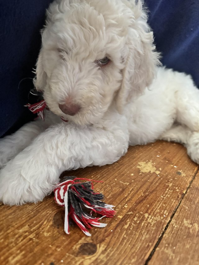 Preview of the first image of *1 left *Goldendoodle x labradoodle double doodle pups.