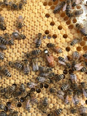 Image 15 of Mated Queen Bee 2024 for sale