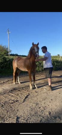 Image 3 of Sports pony for sale. Buddy