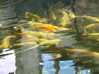 Image 1 of Koi carp various colours and types for sale