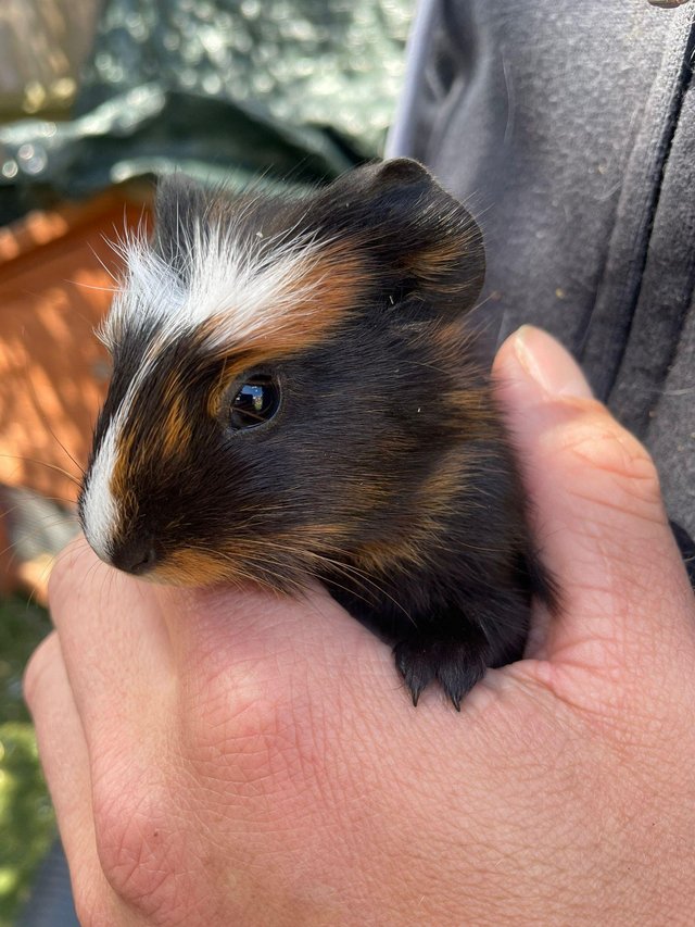 Preview of the first image of Guinea Pigs, must be sold in pairs. Raised outdoors.
