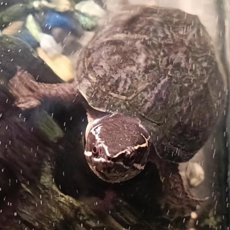 Image 4 of Female musk turtle needs loving home