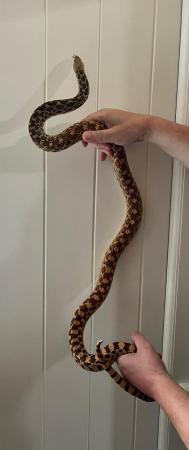 Image 6 of NOW SOLD sub adult bullsnakes for sale.