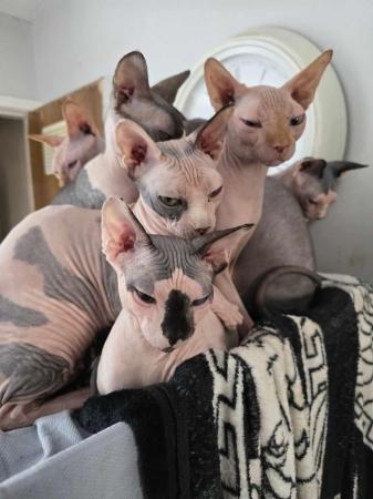 Image 8 of Canadian Sphynx For Sale