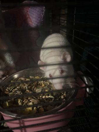 Image 4 of 3 female albino dumbo rats 12 weeks old with everything