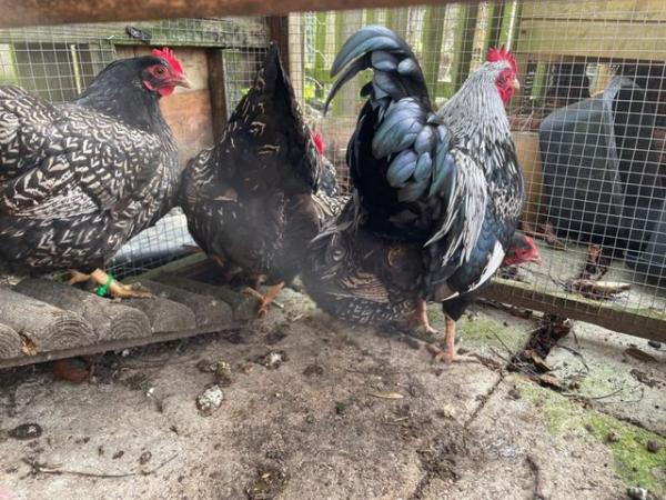 Image 2 of Double Silver Laced Barnevelder Bantam Hatching Eggs