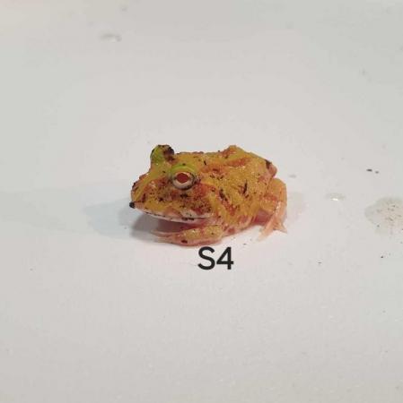Image 2 of CB24 Pacman / Horned Frogs Available