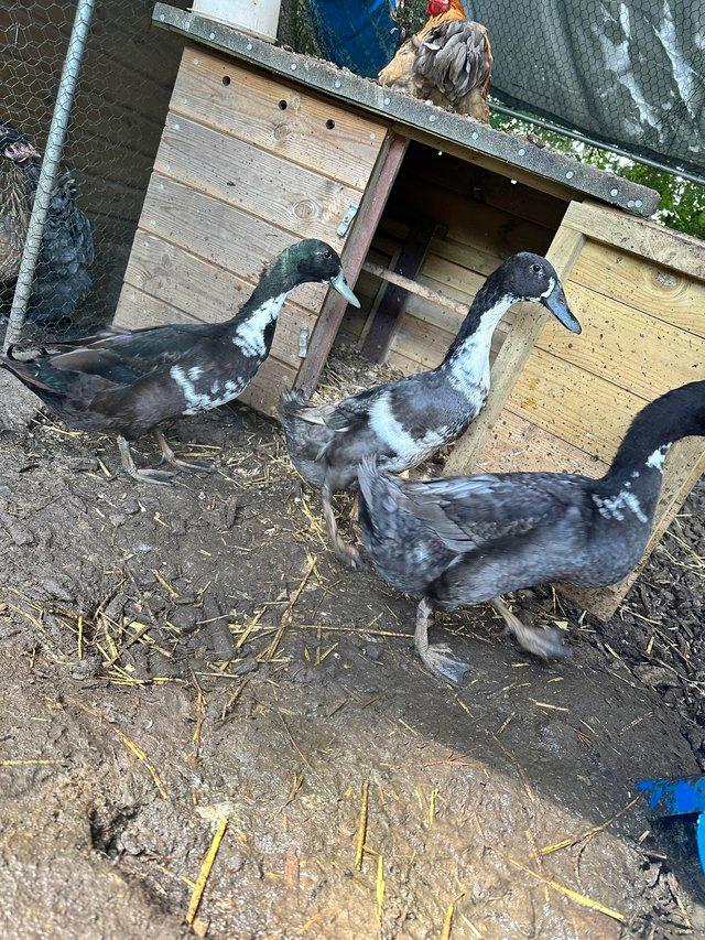 Preview of the first image of 4 male Indian runner ducks for sale.