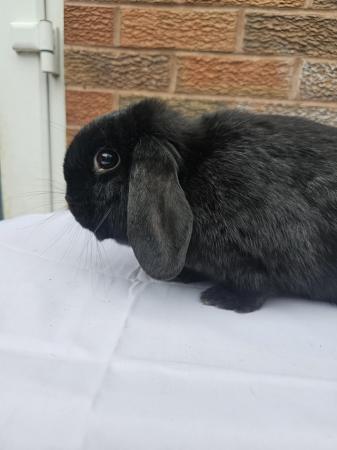 Image 5 of Young adult female mini lop