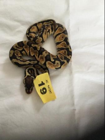 Image 6 of Pastel baby royal python - Female
