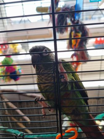 Image 4 of 2 Male green cheek conures