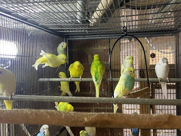 Image 5 of Baby and young Budgies for Sale