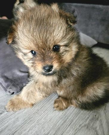 Image 9 of Adorable quality brindle Teddy bear face Pomeranian puppy