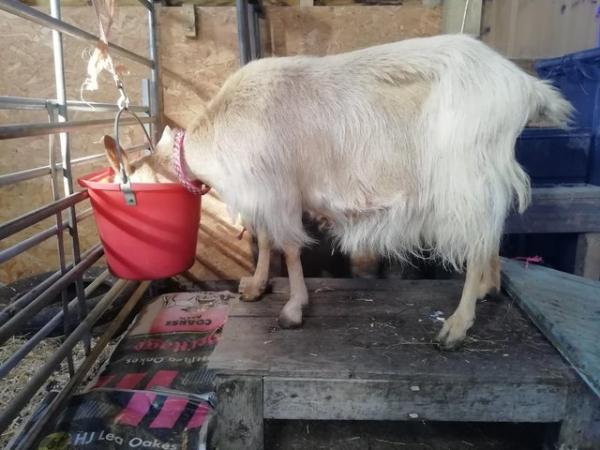Image 2 of Opportunity to share a milking goat / fresh raw milk