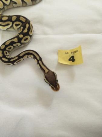 Image 7 of Pastel Mojave het Ghost Baby Ball Python