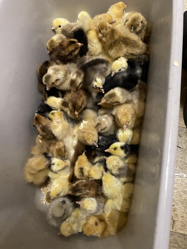 Preview of the first image of Day old hybrid and pure breed chicks.