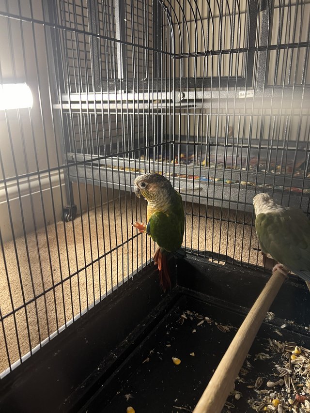 Preview of the first image of Breeding pair of of conures for sale.