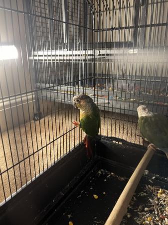 Image 1 of Breeding pair of of conures for sale