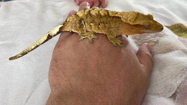 Image 3 of Crested geckos babys, stunners for sale 2 avaliable
