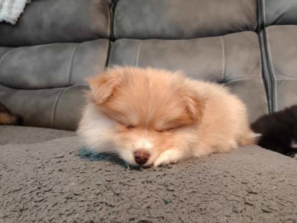 Image 6 of Male Pomeranian Puppy ready 25th May