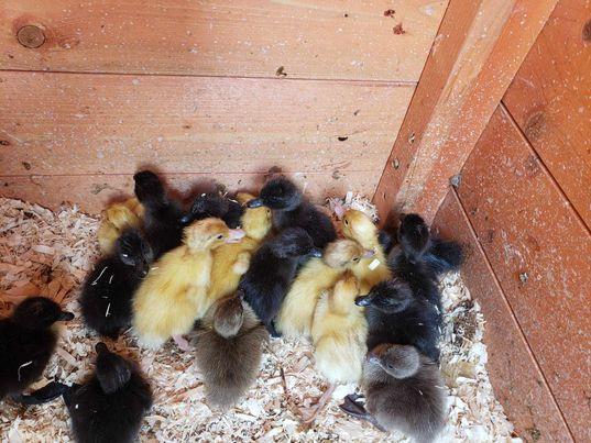 Image 2 of Newly Hatched Ducklings for sale.