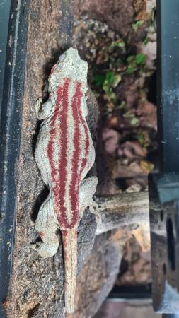 Image 4 of High End Female Gargoyle Gecko