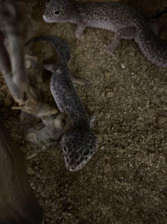 Image 4 of Leapard gecko pair. 5years old