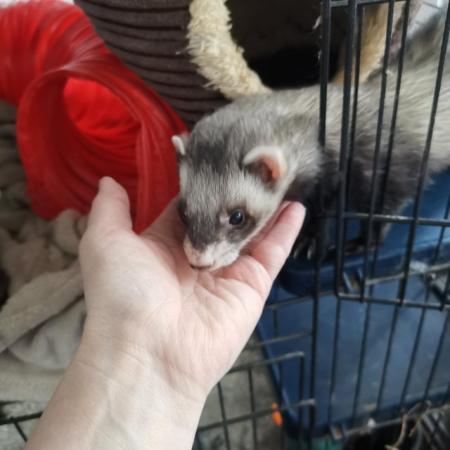 Image 3 of Male ferret looking for new home