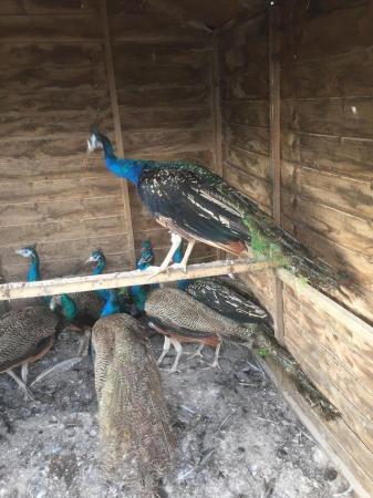 Image 2 of Peafowl, peacocks and peahens