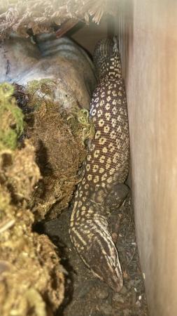 Image 2 of 2 year old male ackie monitor