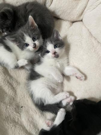 Image 8 of ??Beautiful cross mainecoon kittens for sale ??