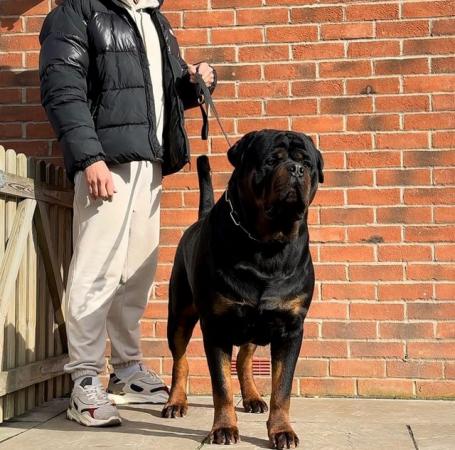 Image 11 of KC registered Chunky Rottweiler Puppies
