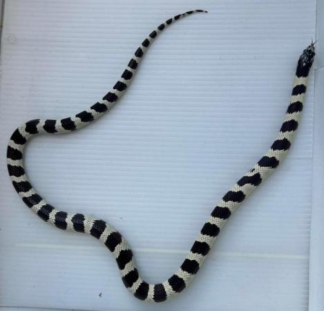 Image 1 of Pair kingsnakes albino and black white king snake