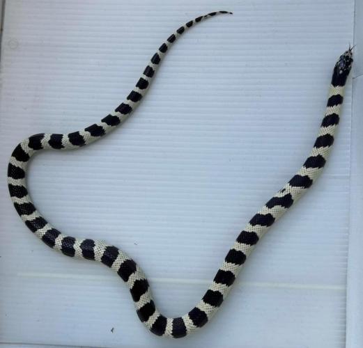 Pair kingsnakes albino and black white king snake For Sale in Dagenham