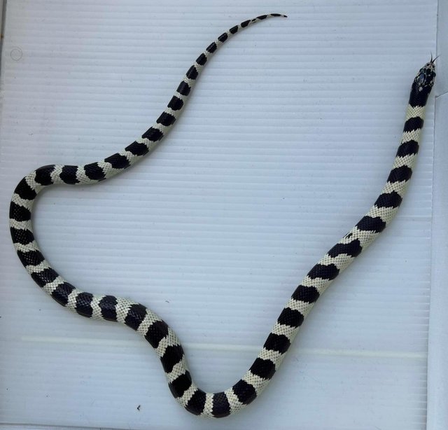 Preview of the first image of Pair kingsnakes albino and black white king snake.