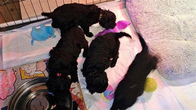 Standard Poodle Puppies Mixed litter for sale in York, North Yorkshire - Image 4