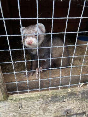 Image 2 of Baby ferrets 1 jill1 hob