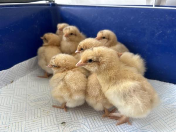Image 2 of Beautiful Buff Orpington Chicks