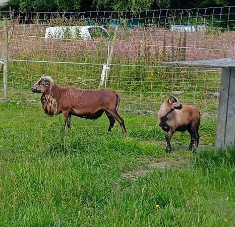 Image 1 of 3 year old Cameroon Hair Sheep ram for sale