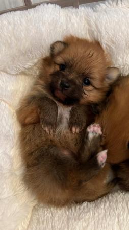 Image 3 of Pomeranian puppies extra fluffy 1 girl and 1 boy available
